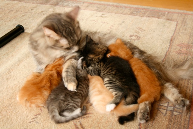 Loading Image