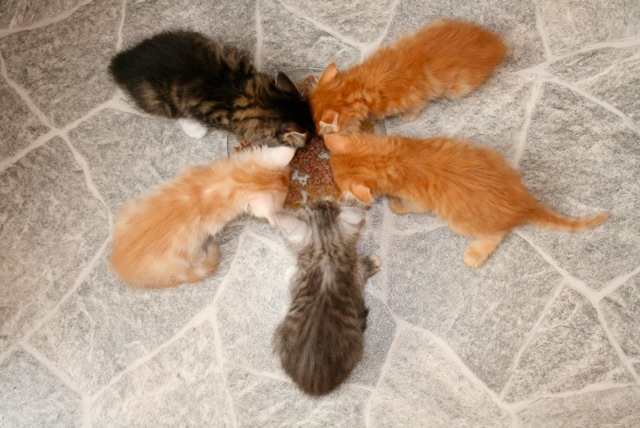 Loading Image