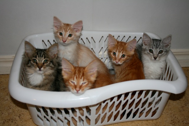 Loading Image