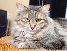 Artemis