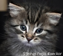Freja_400px