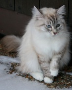porla2011b